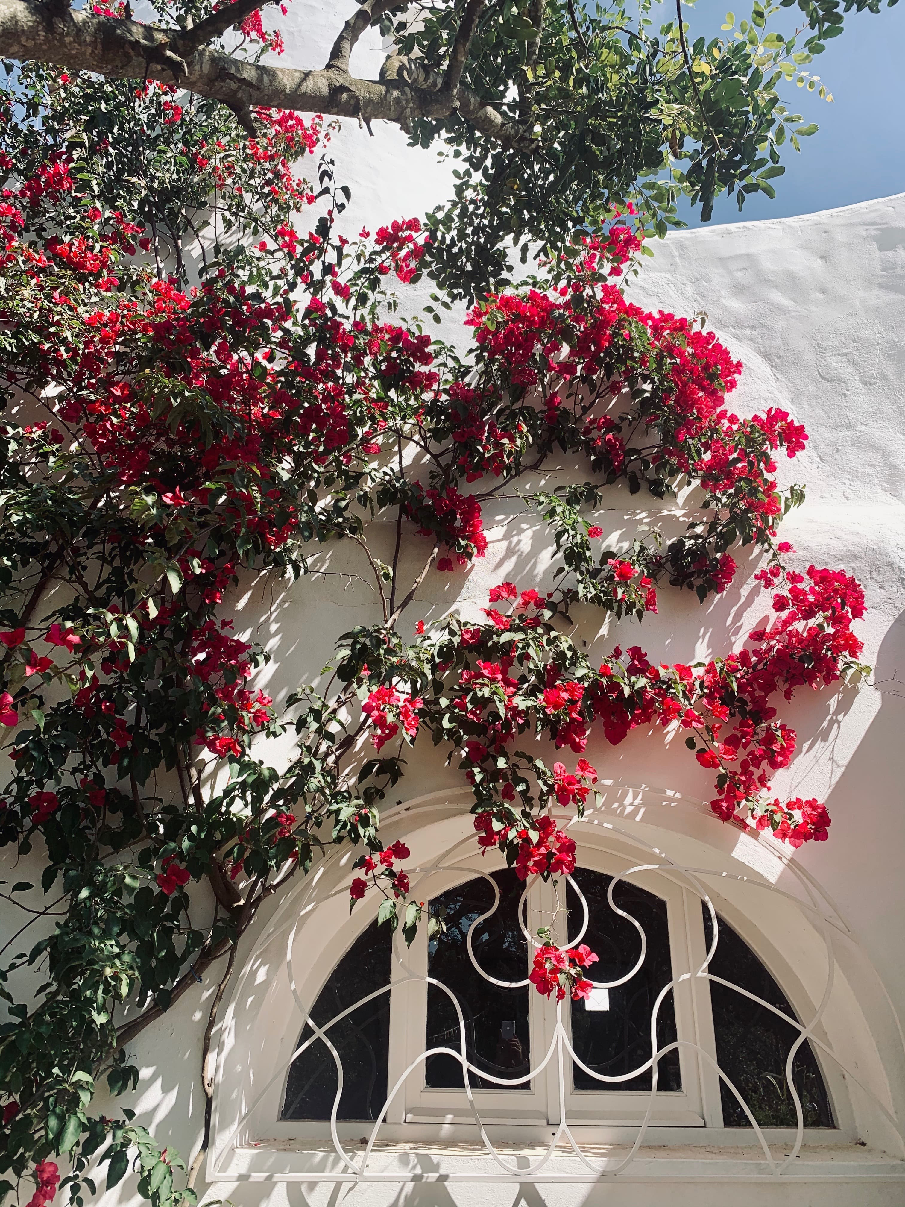 Le bougainvillier devant Le Bain