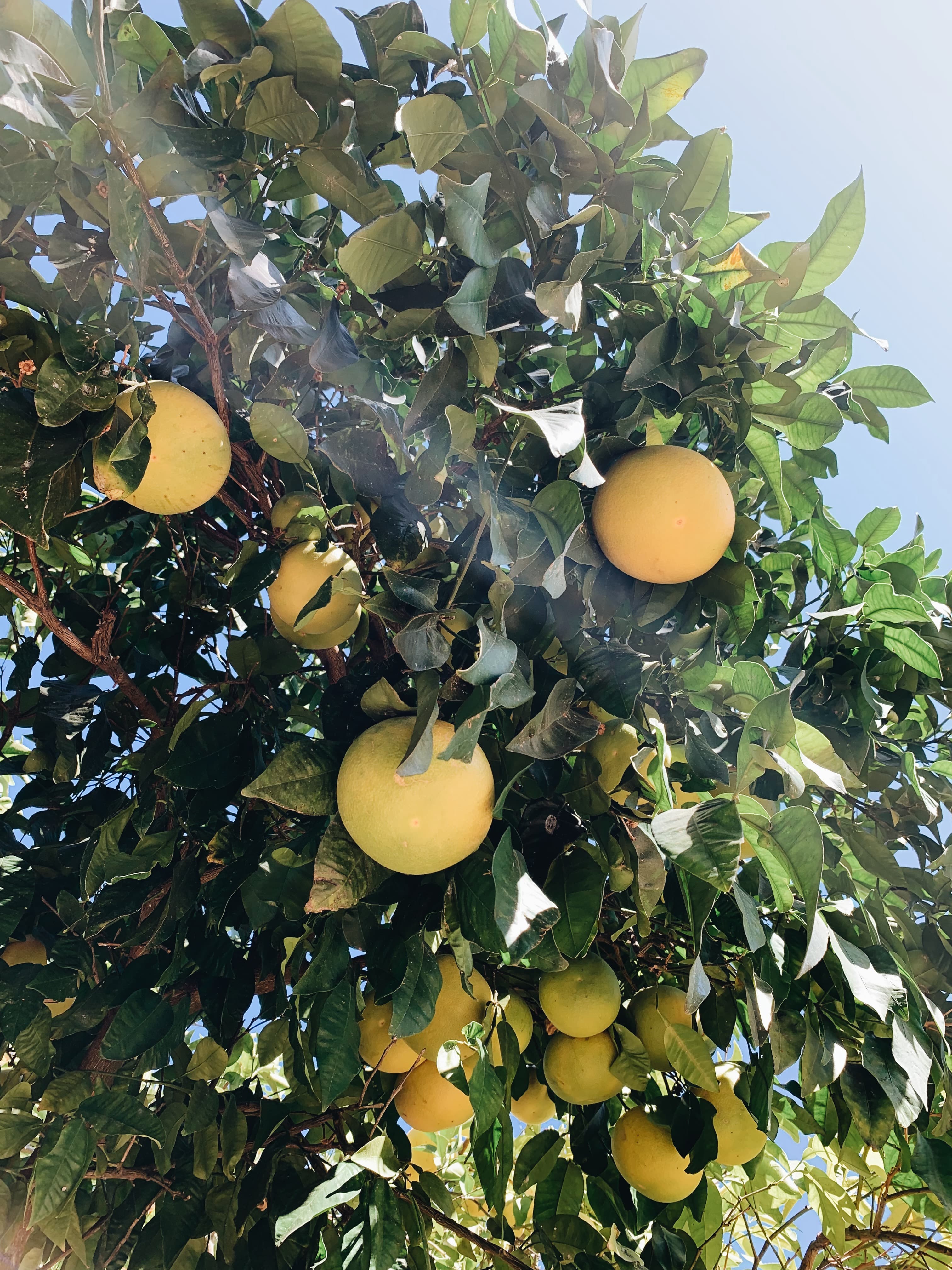 Le pamplemoussier du jardin